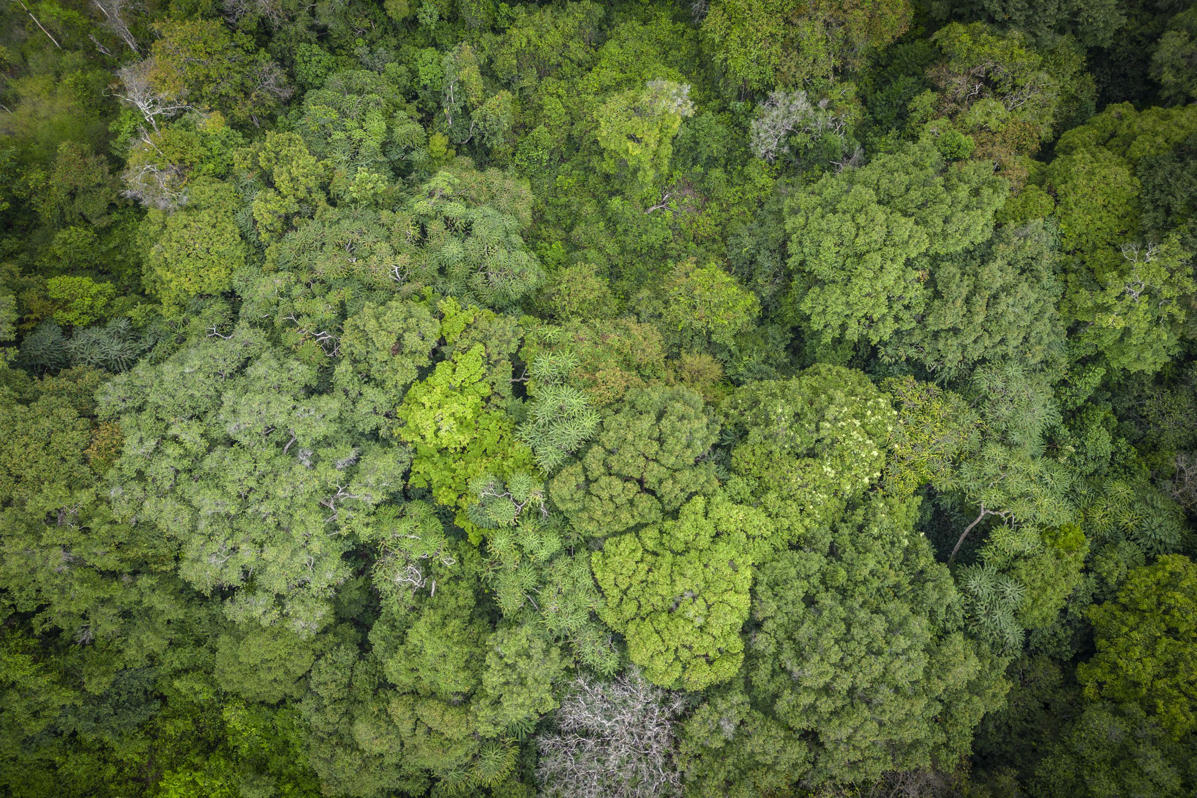 An aerial view of densely-packed green tree tops.