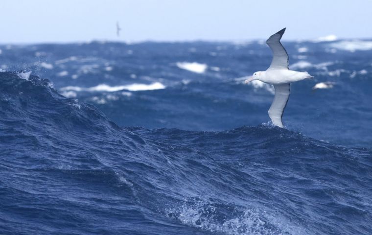 19th June was albatross day, when the beautiful marine bird is celebrated  