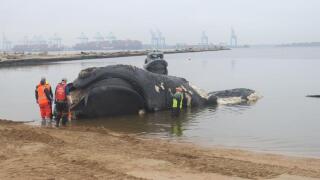 Dead whale found off Virginia Beach coast was hit by a vessel, NOAA confirms