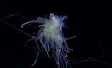 A Bathyphysa siphonophore, or a "flying spaghetti monster," spotted in the deep sea near the Salas y Gómez Ridge in the Pacific Ocean.