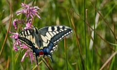 A butterfly with charcoal, cream, blue and red wings feeds on a pink flower in a meadow