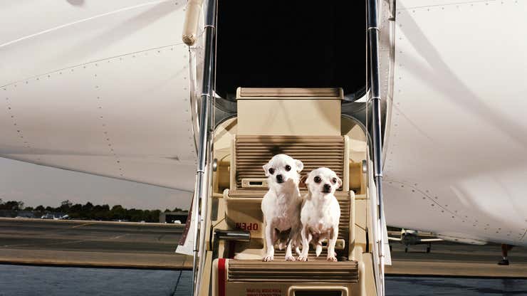 Image for Bark, the New Airline Service for Dogs, Takes Off