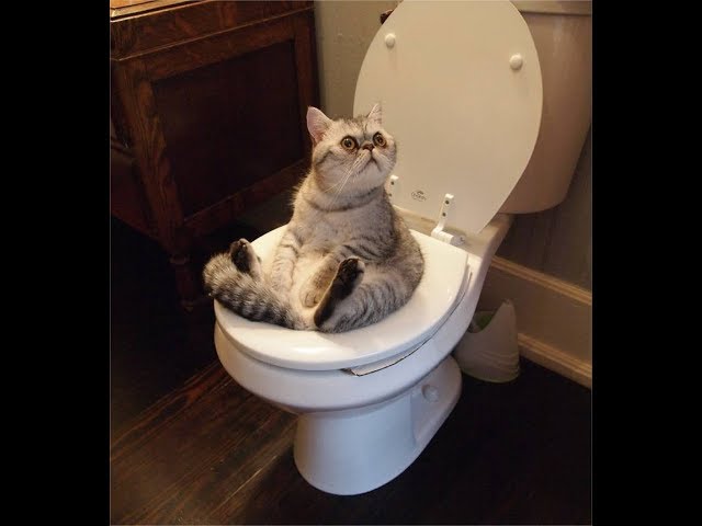 Can You Flush Cat Poop Down The Toilet?