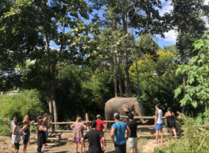elephant excursion