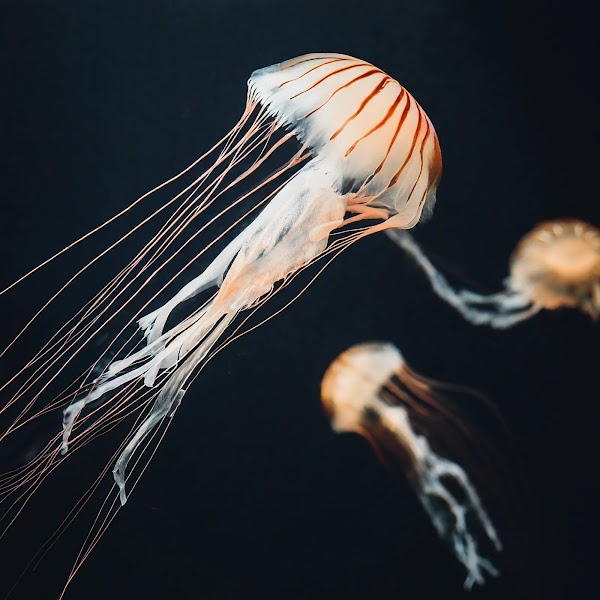 Three orange and white jellyfish swimming against a black background