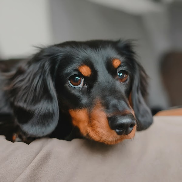 A long haired, black and brown miniature dachshund. It's head is resting on the top of a couch.