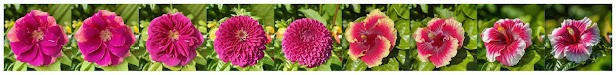 AI generated images of flowers with different aesthetics scores