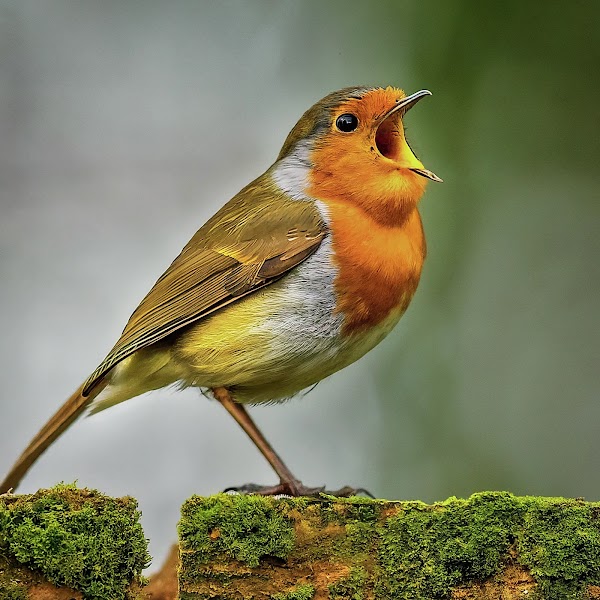 Robin on a wall, beak open