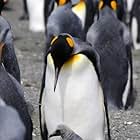 Penguins (2012)