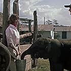 John Wayne and Elsa Martinelli in Hatari! (1962)