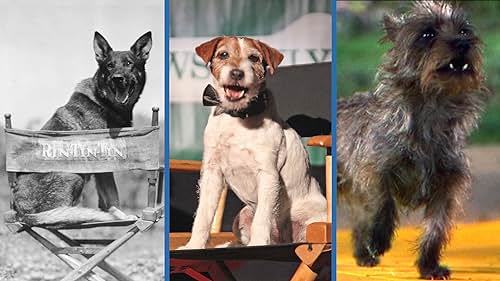 Uggie, Toto, & Award-Winning Movie Dogs