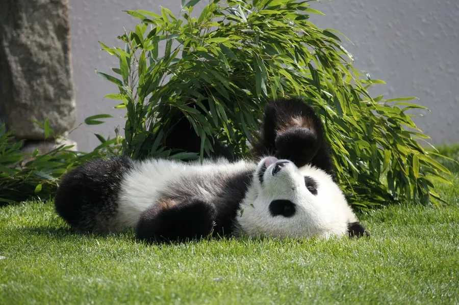 Panda ManyBackgrounds