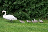 Five signets following mother swan