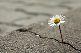 Beautiful flower growing out of crack in asphalt.