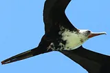 How Can This Seabird Get Enough Sleep When It Spends Weeks in the Air?