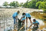 Volunteers working on Mangrove restoration.