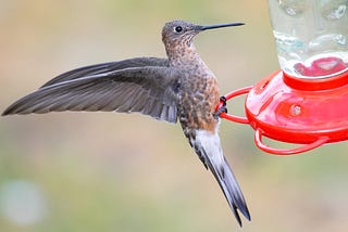 World’s Largest Hummingbird Finally Gets Some Respect