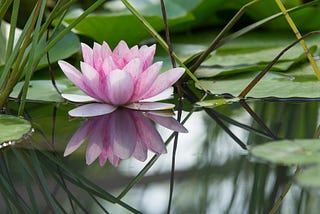 A pink lotus flower water lily mirrored in the still water of a pond.
