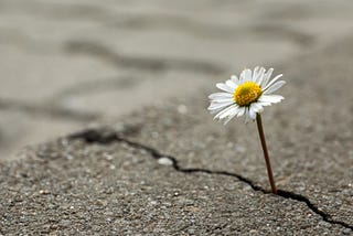 Beautiful flower growing out of crack in asphalt.