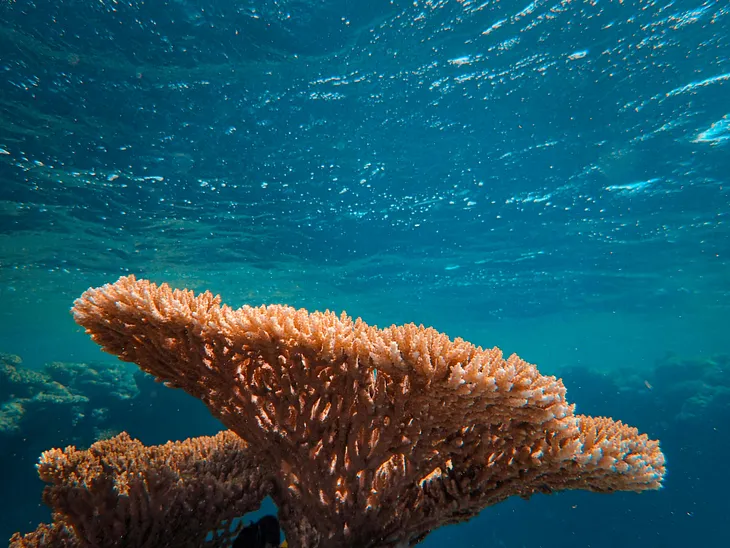 A hands-on way to protect coral reefs from near your home