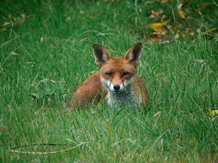 A British red and white fox lying down in thegrass.