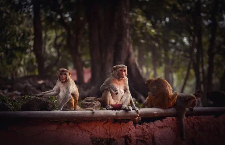 What Monkeys Can Teach Us About Surviving a Natural Disaster
