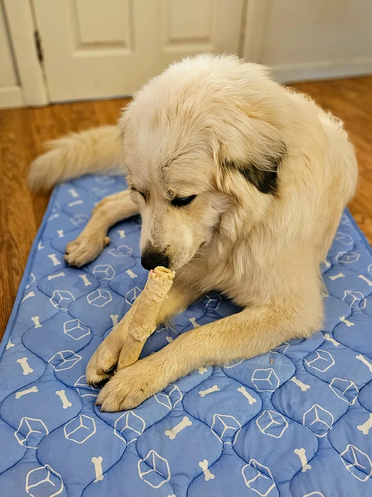 Rywell’s Dog Cooling Mat Is My Dog’s Best Friend