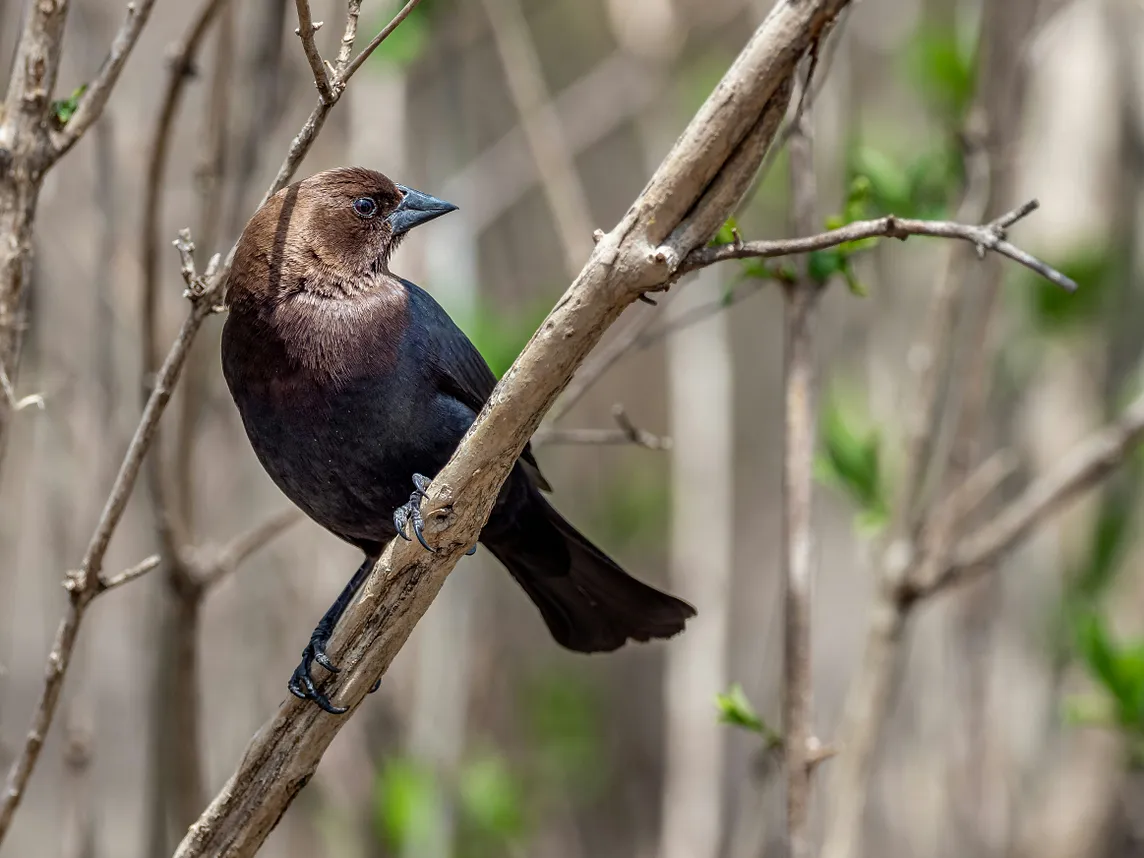 Male brown-headed cowbird perched on the stem of a tree