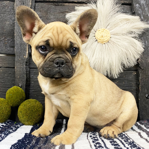 French bulldogs near me for sale