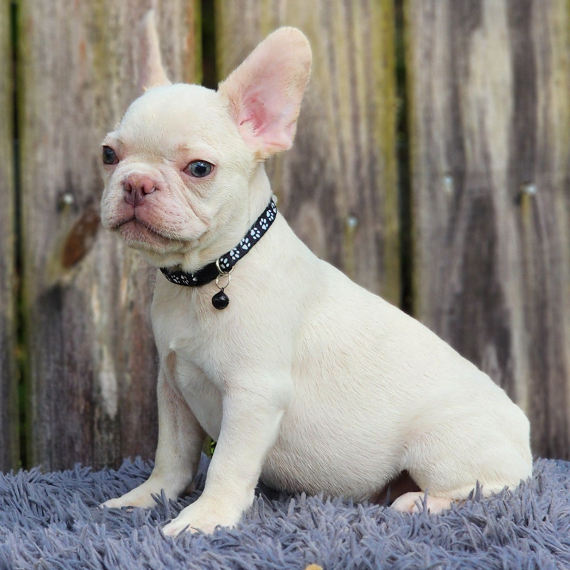 French Bulldog near me for sale