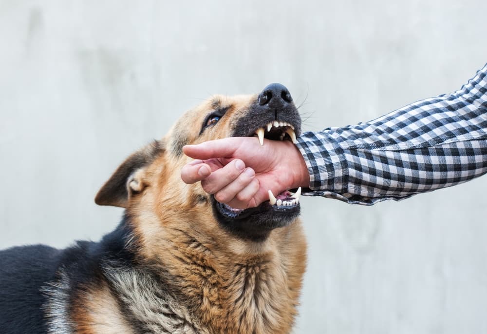 Dog Bite Lawyer 
