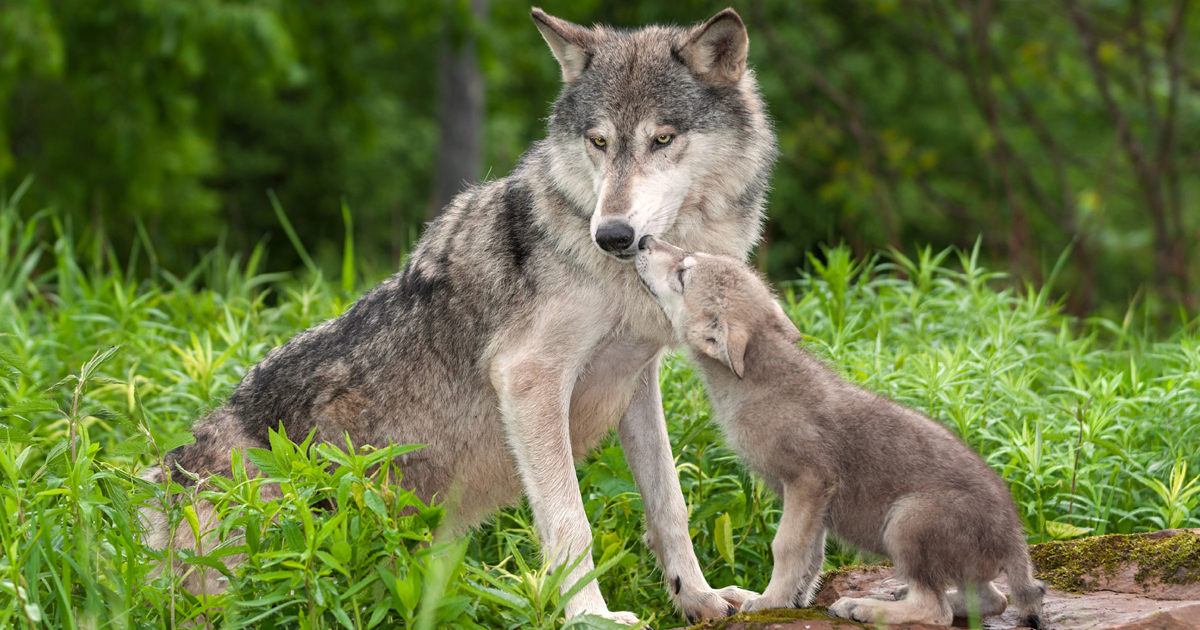 Gray wolf and wolf pup