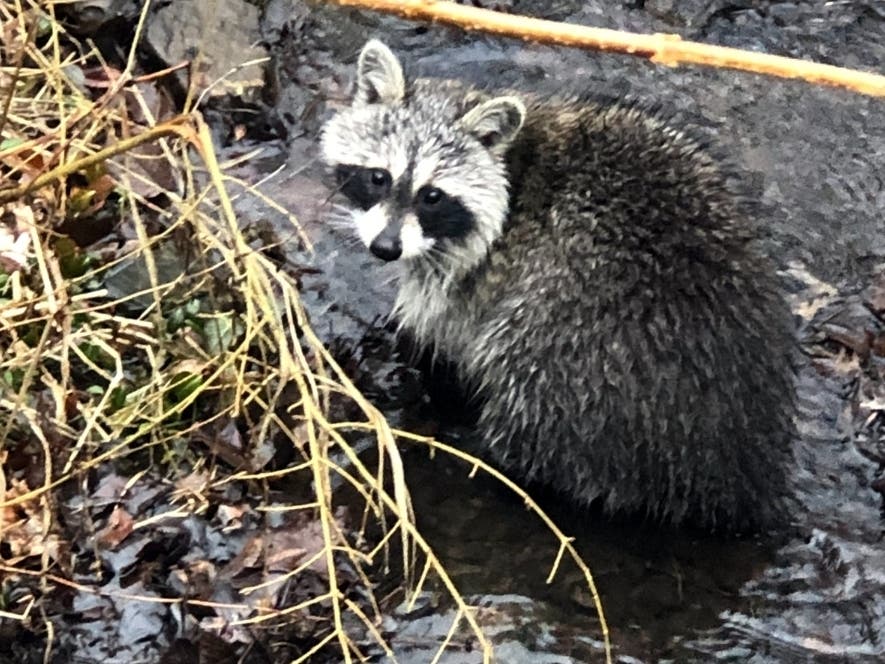 The Montclair Animal Shelter has been offering local pet owners some advice after a rabid raccoon was found in the township earlier this month.