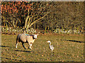NT2438 : The sheep and the heron by Jim Barton