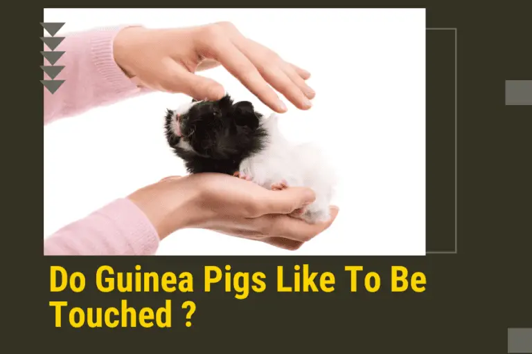 do guinea pigs like to be touched ?