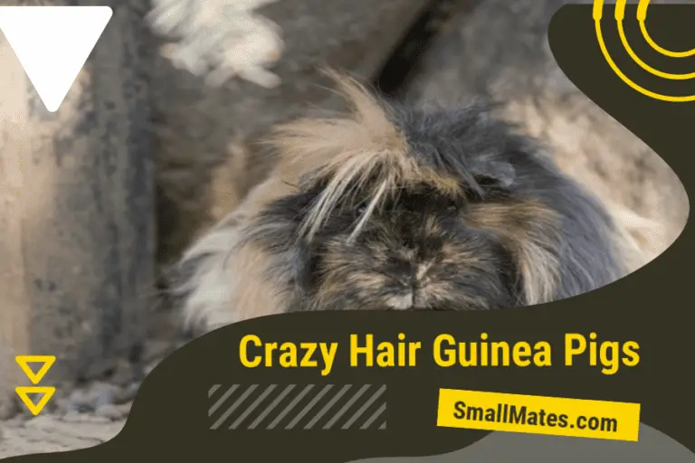 crazy hair guinea pigs