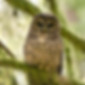 Northern-Spotted-Owl.jpg