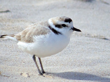 May Coastal Commission Meeting & Snowy Plovers in Crescent City