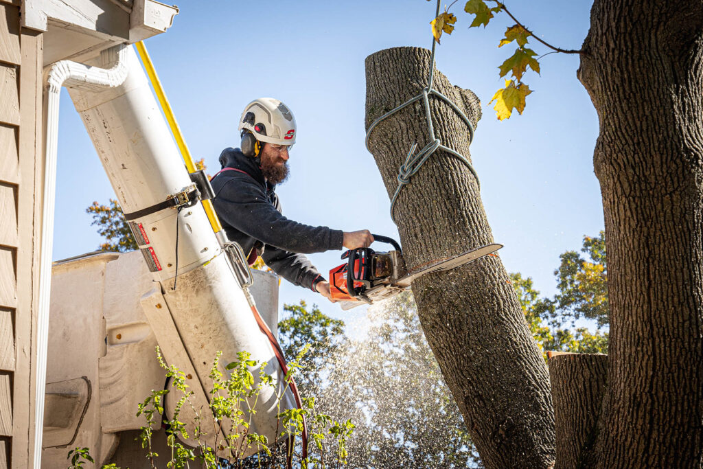 True Guardian Tree Services Tree Trimming